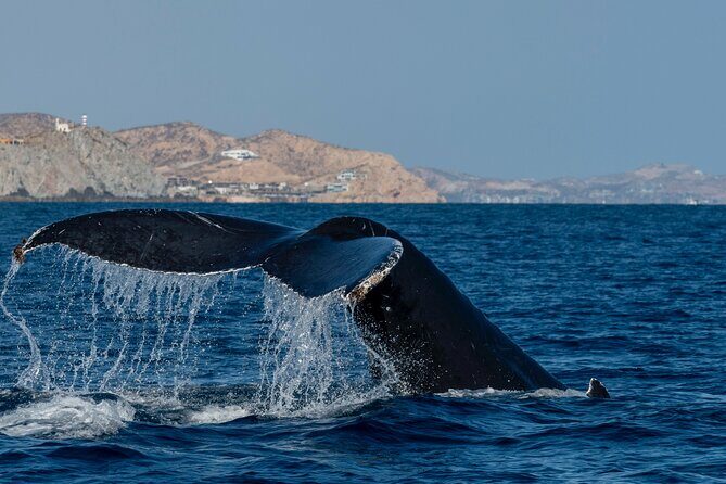 Whale Watching by Zodiac in Cabo San Lucas with Photos Included - Whale Songs Through a Hydrophone: What It Adds to Your Trip