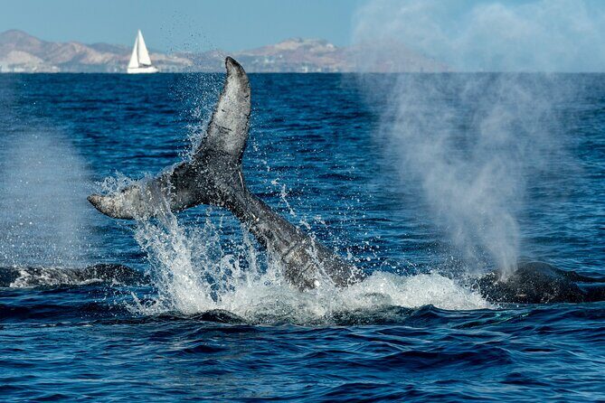 Whale Watching by Zodiac in Cabo San Lucas with Photos Included - Guides Matter: The Local Crew Style on Display