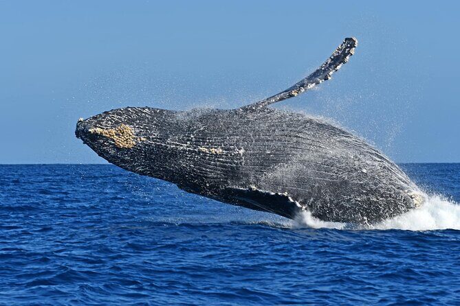 Whale Watching by Zodiac in Cabo San Lucas with Photos Included - Photos and Videos: Included, But Know the Timing