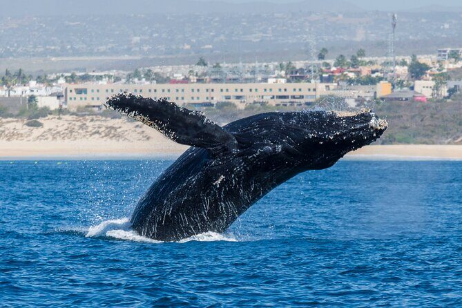 Whale Watching by Zodiac in Cabo San Lucas with Photos Included - Snacks, Water, and Small Comfort Wins