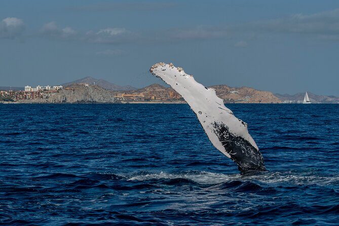 Whale Watching by Zodiac in Cabo San Lucas with Photos Included - Price and Value: Is $85 a Fair Deal?