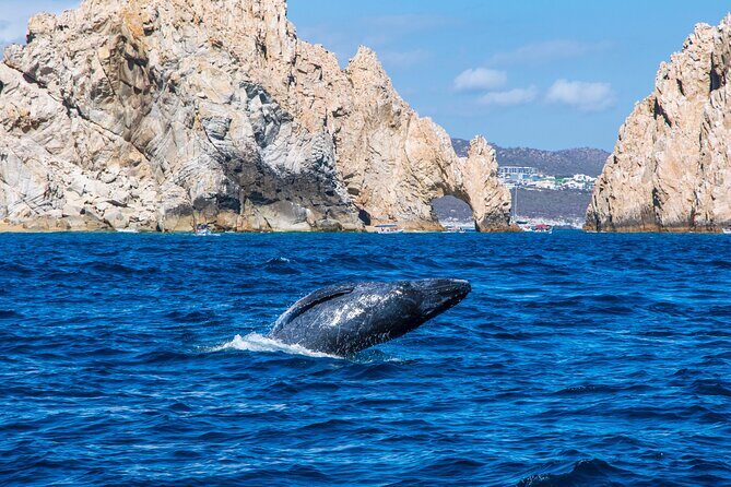 Whale Watching by Zodiac in Cabo San Lucas with Photos Included - How the 2.5 Hours Typically Feel on the Water