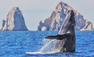 Whale Watching, Cabo San Lucas Arch, and a Trip to Playa del Amor - 45-Minute Glass-Bottom Boat Ride on the Sea of Cortez