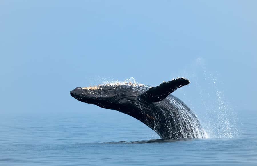 Whale Watching, Cabo San Lucas Arch, and a Trip to Playa del Amor - Sea Lions and Tropical Fish: Why This Route Feels Alive