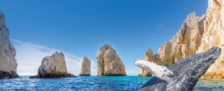 Whale Watching, Cabo San Lucas Arch, and a Trip to Playa del Amor - Snorkeling Time at Lovers Beach (and What Gear You’ll Need)