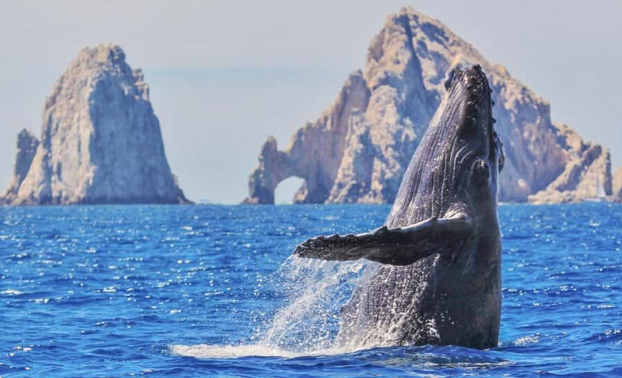Whale Watching, Cabo San Lucas Arch, and a Trip to Playa del Amor - 45-Minute Glass-Bottom Boat Ride on the Sea of Cortez
