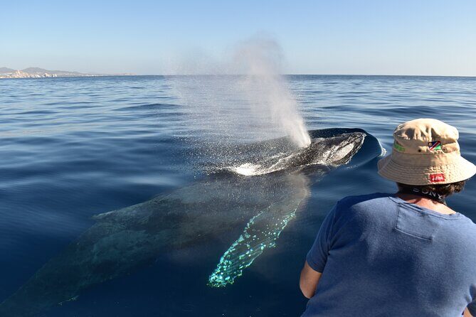 Whale Watching Cabo-Women crew-Sightings Guaranteed & Free Photos - A 10-Person Boat for Real Whale Watching in Cabo