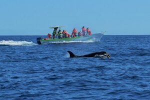 Whale Watching Cabo-Women crew-Sightings Guaranteed & Free Photos - Hydrophone Time: Hearing Whale Songs While You Search