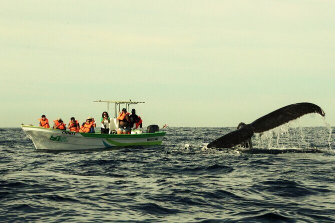 Whale Watching Cabo-Women crew-Sightings Guaranteed & Free Photos - El Arco Stop: The Cabo Icon You’ll Actually Get Time To Enjoy