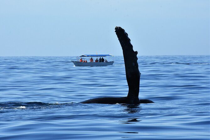 Whale Watching Cabo-Women crew-Sightings Guaranteed & Free Photos - Where You Go: Sea of Cortez vs. Pacific Ocean