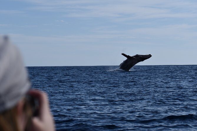 Whale Watching Cabo-Women crew-Sightings Guaranteed & Free Photos - Marine Biologist Guidance: What You Gain From Being Told What to Look For