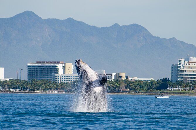 Whale Watching Cruise In Puerto Vallarta & Nuevo Vallarta - Catamaran comfort plus an open bar that keeps the day easy