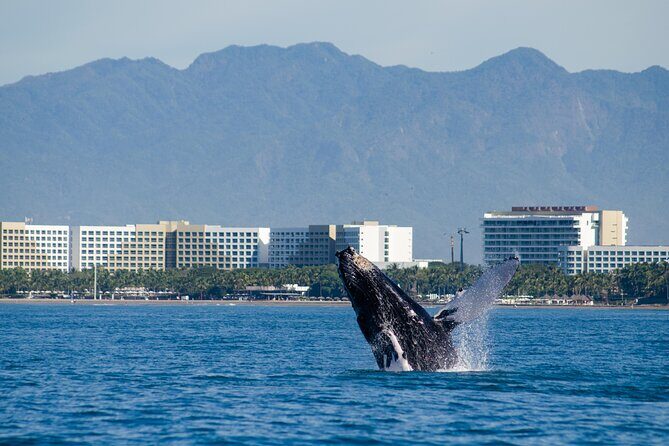Whale Watching Cruise In Puerto Vallarta & Nuevo Vallarta - The meeting point at Puerto Mágico: how to show up with zero stress