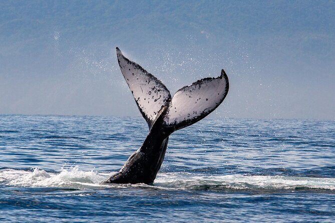 Whale Watching Cruise In Puerto Vallarta & Nuevo Vallarta - Cost and value: why $99 can make sense (and when it might not)
