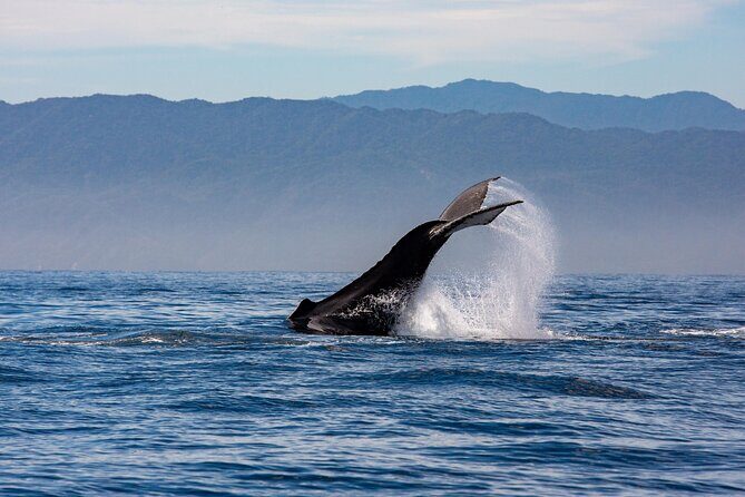 Whale Watching Cruise In Puerto Vallarta & Nuevo Vallarta - Who this whale cruise fits best (and who should think twice)