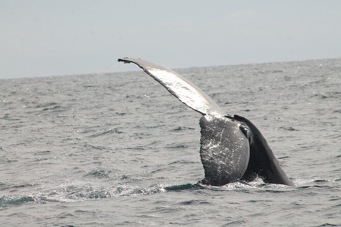 Whale Watching Dinner Cruise in Cabo San Lucas - Dinner Buffet and Unlimited Drinks: What You’re Really Paying For