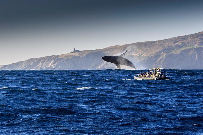 Whale Watching Dinner Cruise in Cabo San Lucas - Price and Value: Is $110 a Smart Deal?