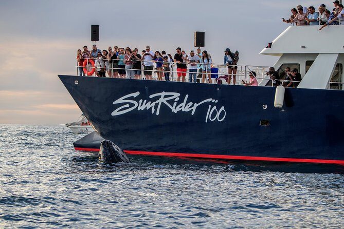 Whale Watching Dinner Cruise in Cabo San Lucas - Quick Practical Tips So You Don’t Miss the Good Parts