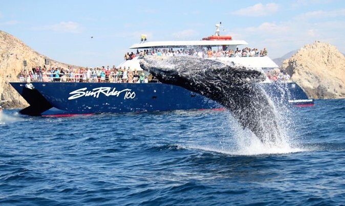 Whale Watching Dinner Cruise in Cabo San Lucas - Your Route: Arch of Cabo Stop, Then Whale Time