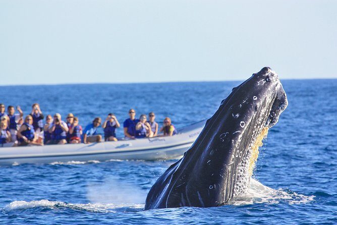 Whale Watching Experience - Where the whales are: Banderas Bay’s winter nursery
