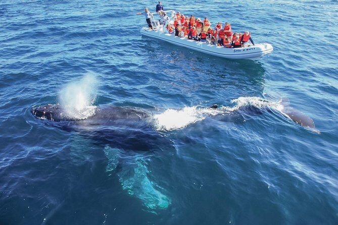Whale Watching Experience - Hydrophones turn sightings into a real education