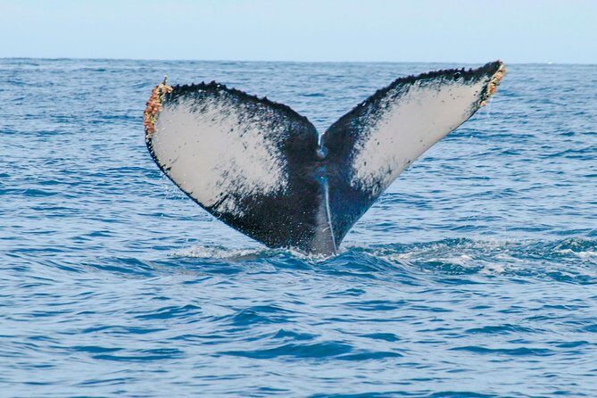 Whale Watching Experience - Guides and group control: keeping expectations realistic