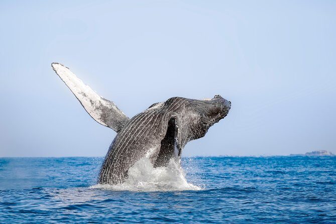 Whale Watching Experience - Price and added fees: the math you should do before you book