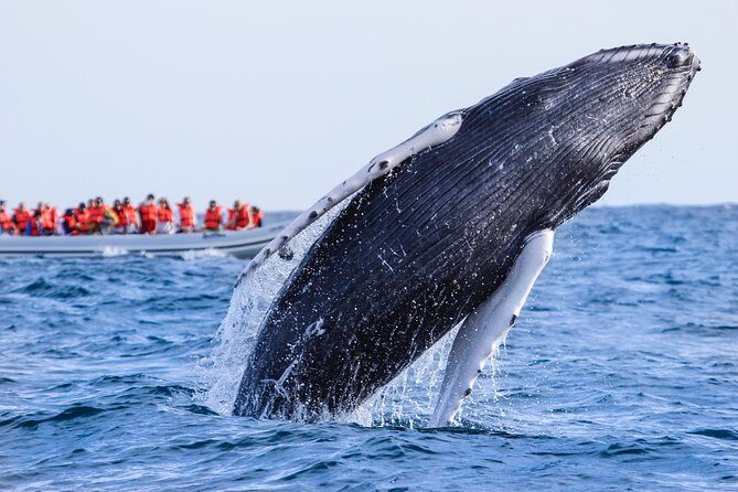Whale Watching Experience - Meeting point: where you start (and where you end)