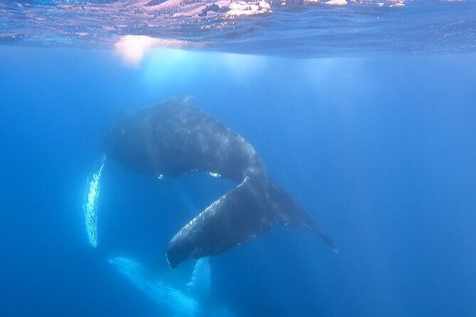 Whale Watching Experience in Cabo San Lucas - Private Cabo Whale Watching: Why This Feels Different From Big Tours