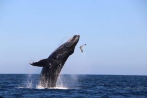 Whale Watching Experience in Cabo San Lucas - The Boat, Crew, and How the Whale Hunt Gets Faster