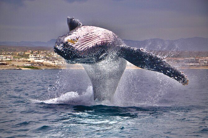 Whale Watching Experience in Cabo San Lucas - Where You Start: The Cabo Marina Meeting Point