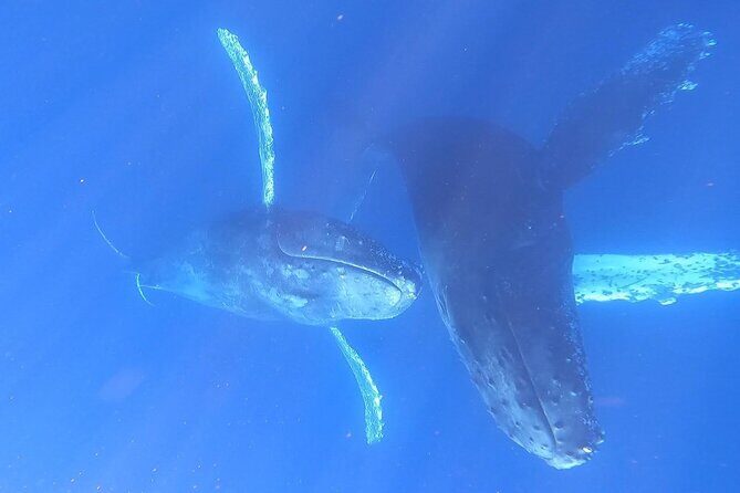 Whale Watching Experience in Cabo San Lucas - Stop 1: The Arch of Cabo San Lucas Photo Moment