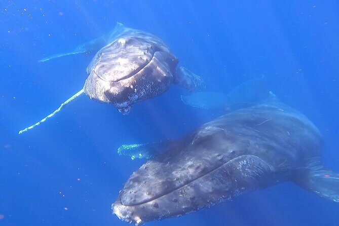 Whale Watching Experience in Cabo San Lucas - Pelican Rock: A Quick Feeding Stop Plus Whale Search