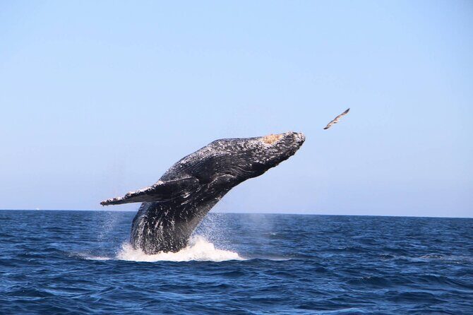 Whale Watching Experience in Cabo San Lucas - The Optional Beach Break: When Port Authority Allows It
