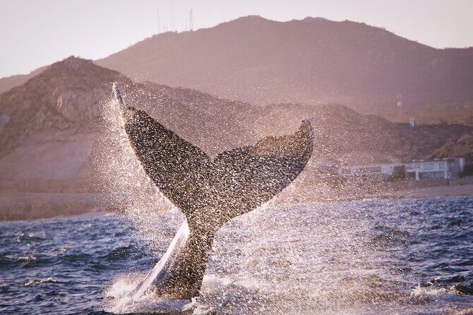 Whale Watching Experience in Cabo San Lucas - What You Actually See: Whale Species and Sea Life Expectations