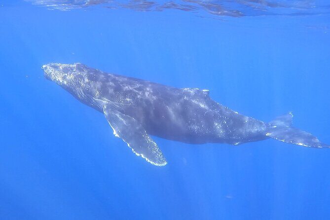 Whale Watching Experience in Cabo San Lucas - Photos and Videos: How This Tour Helps You Remember It