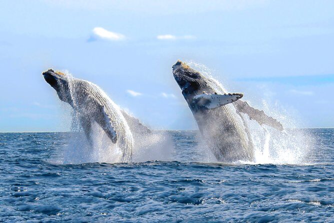 Whale Watching Experience - Seeing from the water: what your whale time usually looks like