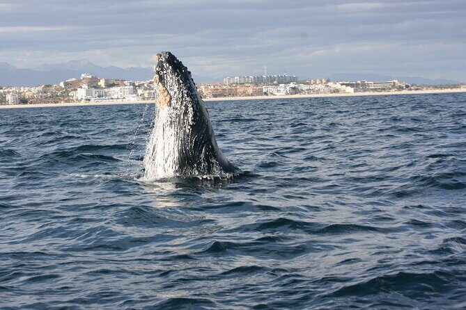 Whale Watching Group Tour in San Jose del Cabo - Key things to know before you go