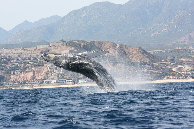 Whale Watching Group Tour in San Jose del Cabo - San Jose del Cabo: the launching point for whale season
