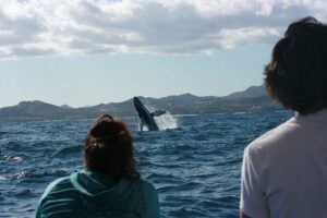 Whale Watching Group Tour in San Jose del Cabo - Your 2-hour whale hunt: what the time is really for