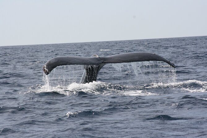 Whale Watching Group Tour in San Jose del Cabo - Guides who explain what you’re seeing (and why it matters)