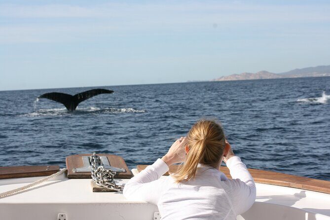 Whale Watching Group Tour in San Jose del Cabo - Price and value: why $99 can make sense