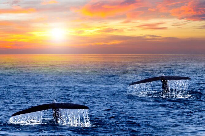Whale Watching Group Tour in San Jose del Cabo - Timing, weather, and departure choices (how to pick the right day)