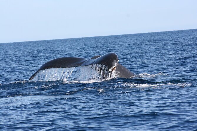 Whale Watching Group Tour in San Jose del Cabo - Who this tour fits best in your Cabo plan