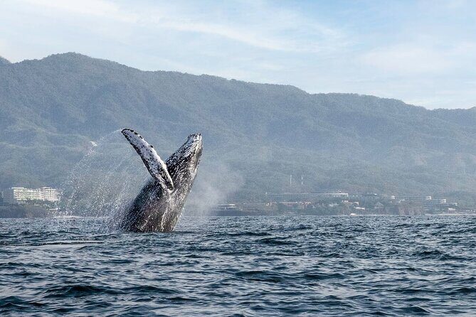 Whale Watching Guaranteed Experience in Puerto Vallarta - How the 3-Hour Cruise Works: Three Whale-Spot Passes