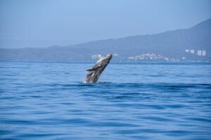 Whale Watching Guaranteed Experience in Puerto Vallarta - Your Captain and Guide: Benji, Miguel, Jose, and Hido