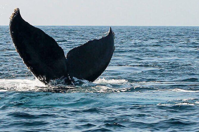 Whale Watching Guaranteed Experience in Puerto Vallarta - Entering The Right Spot for Cruise Check-In at Puerto Mágico