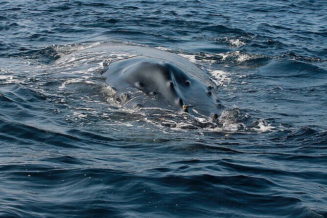 Whale Watching Guaranteed Experience in Puerto Vallarta - What Lunch, Snacks, and Seating Setup Mean for Your Trip