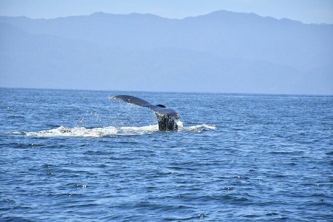 Whale Watching Guaranteed Experience in Puerto Vallarta - Small-Boat Crowding: The Real Trade-Off at Near Full Capacity