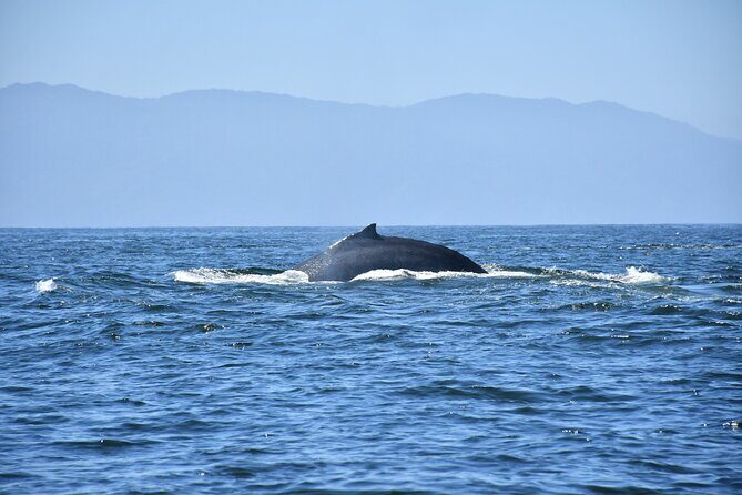 Whale Watching Guaranteed Experience in Puerto Vallarta - Price and Value: Is $99 a Fair Deal in Puerto Vallarta?